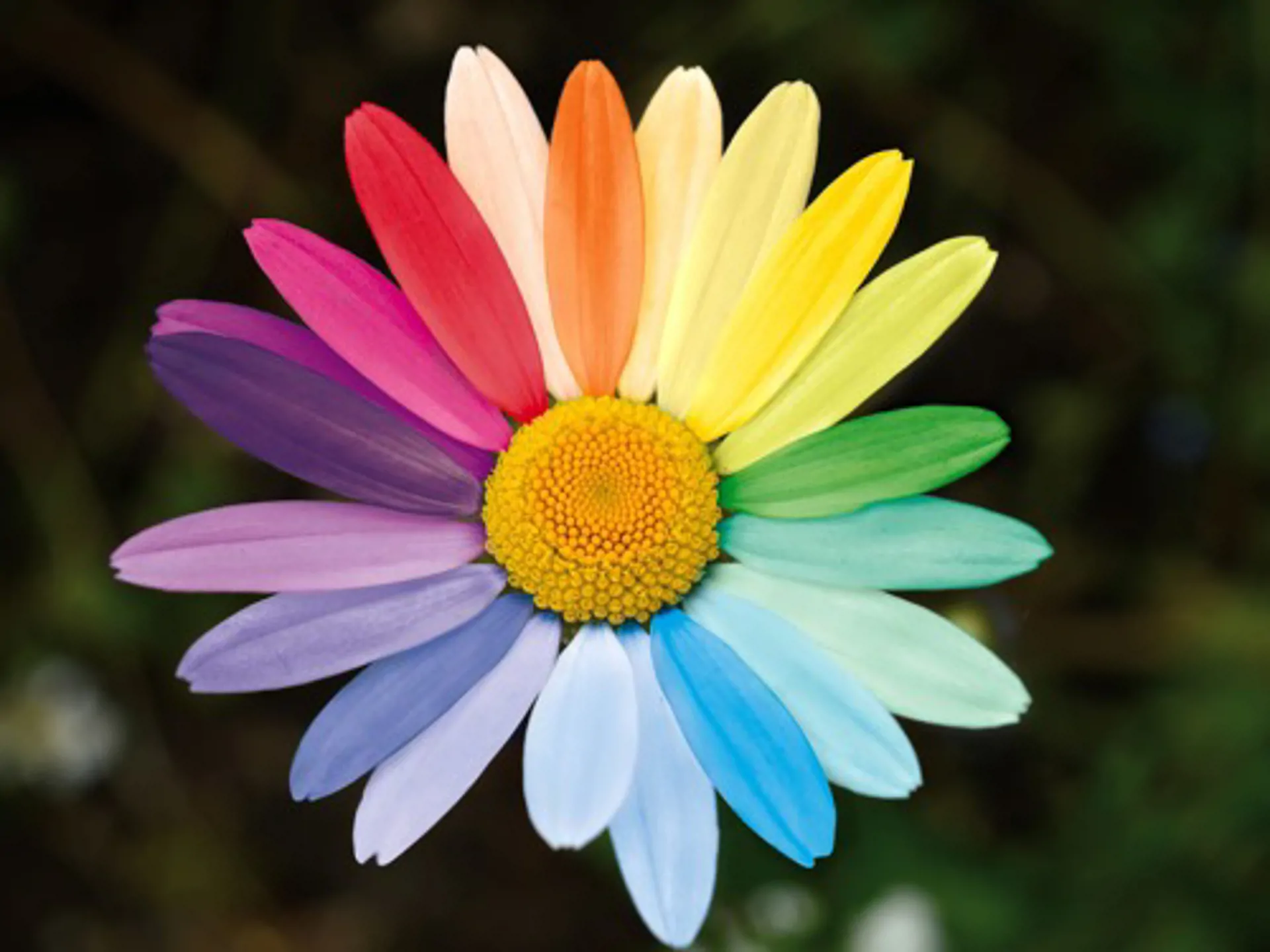 Beautiful long pettled flower, each petal a different color of the rainbow.